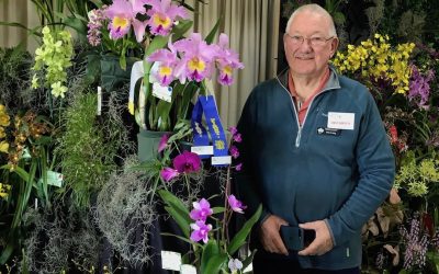 Orchids to Admire
